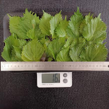 シソ25枚 16g