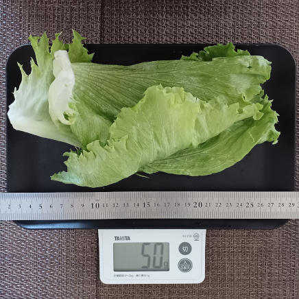 レタス 50g