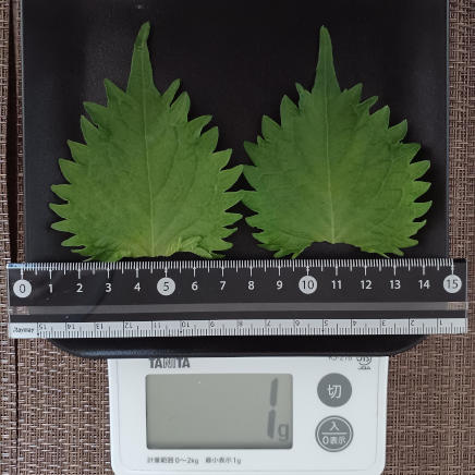 シソ 1g