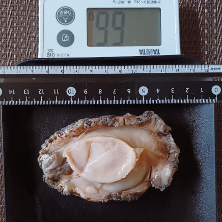 貝殻・内臓無しあわび 66g