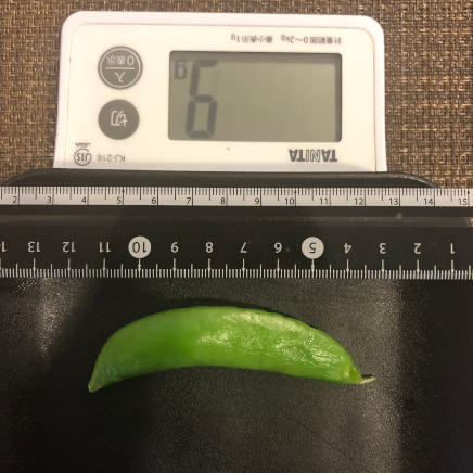 ひとさや(大)のスナップえんどうの塩ゆで 9g