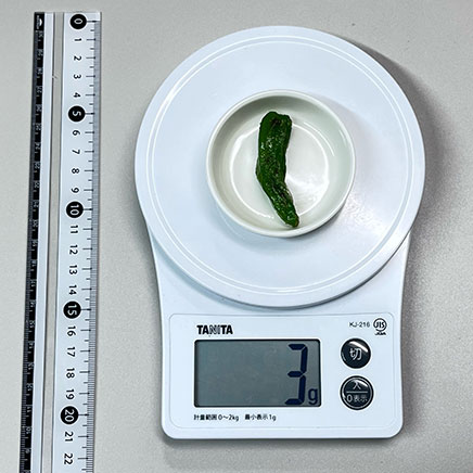 1本分のししとうの素揚げ