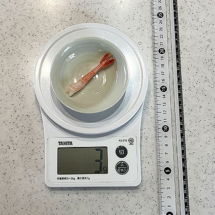 1尾の甘エビの刺身